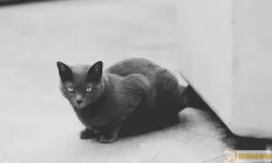 遇见你的猫灰色条纹猫 灰色条纹猫叫什么？