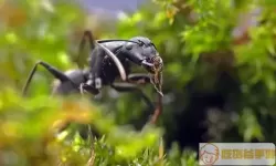 小小蚁国密林特化蚁 小蚁国特化密林蚁