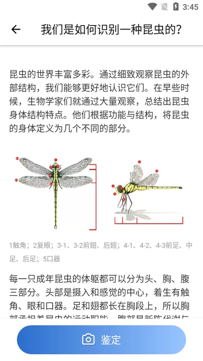 Picture Insect免费下载图1