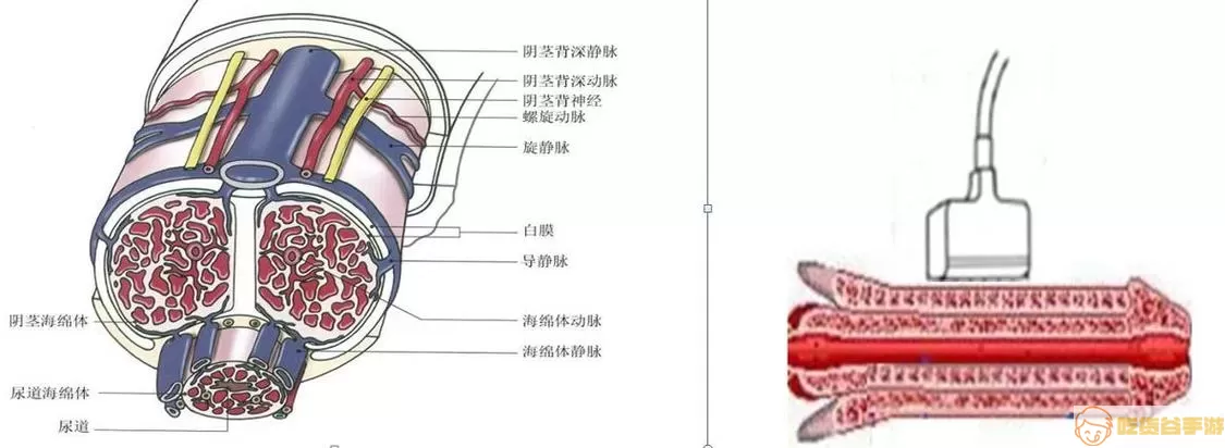 海绵体RI正常数值是多少