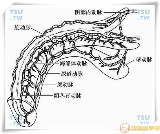 海绵体血管堵塞怎么治