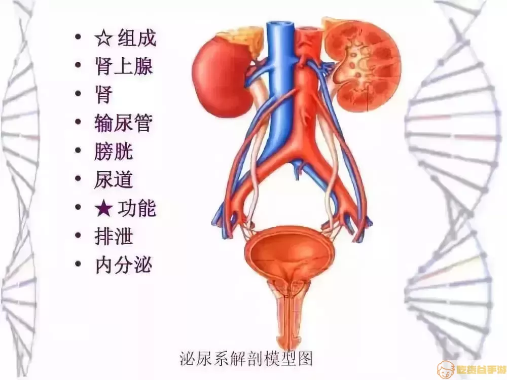 海绵体损伤的症状是什么