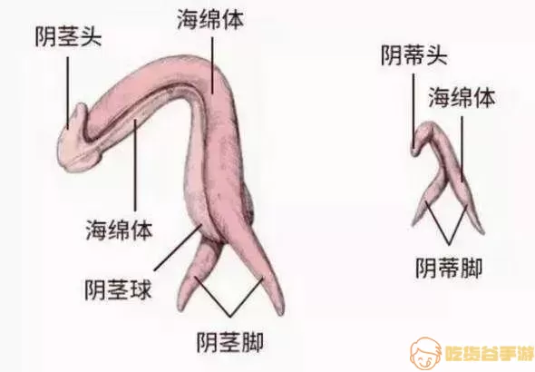 海绵体结节是什么引起的