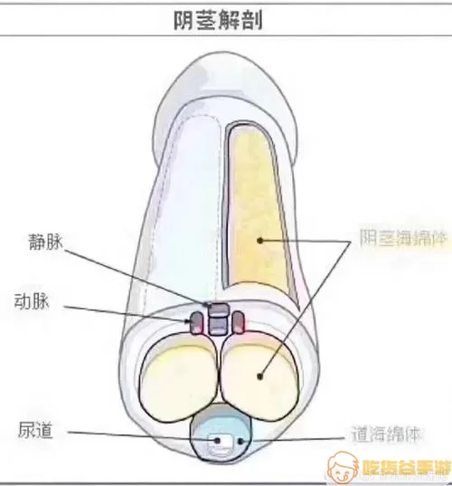 海绵体可以增多吗