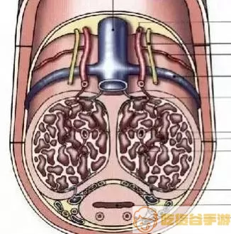 海绵体里面长了个硬疙瘩很疼