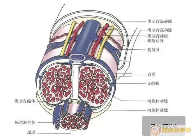 海绵体骨折能恢复吗