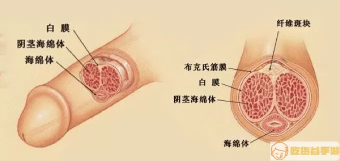 海绵体轻微受损的表现