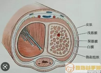 海绵体偶尔充血有好处吗