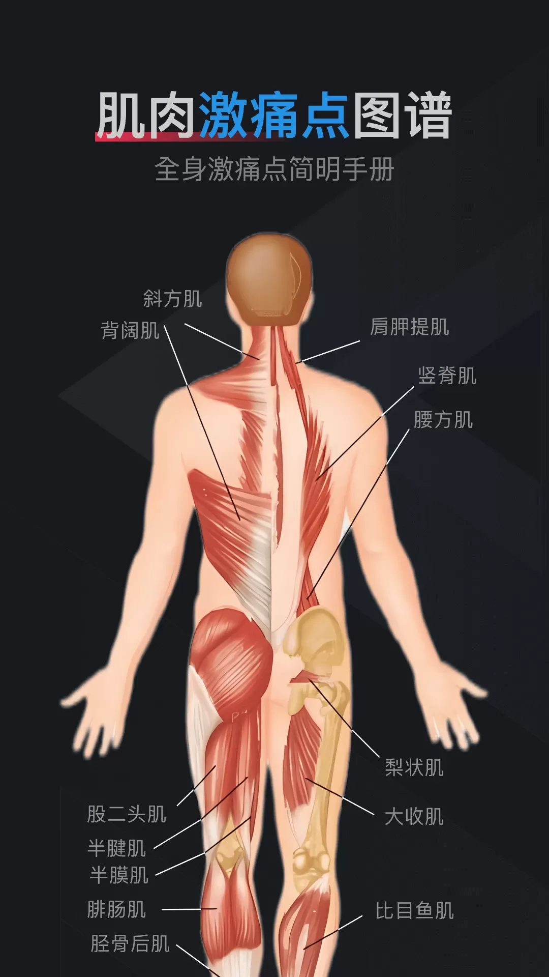 肌肉激痛点图谱安卓最新版图0