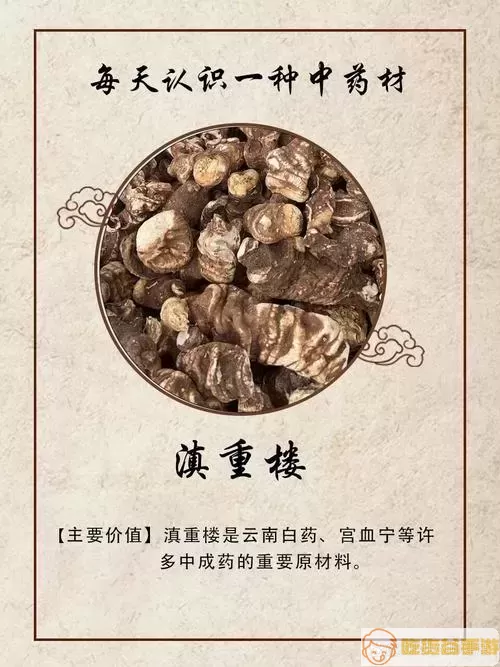 云南滇重楼的功效与作用